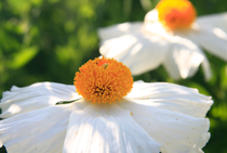 Mexican Poppy