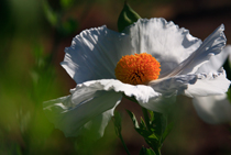 Mexican Poppy