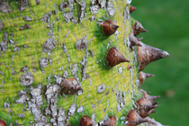 Ceiba Tree