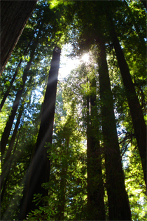 Redwoods