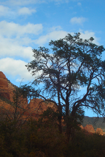 Tree Silhouette